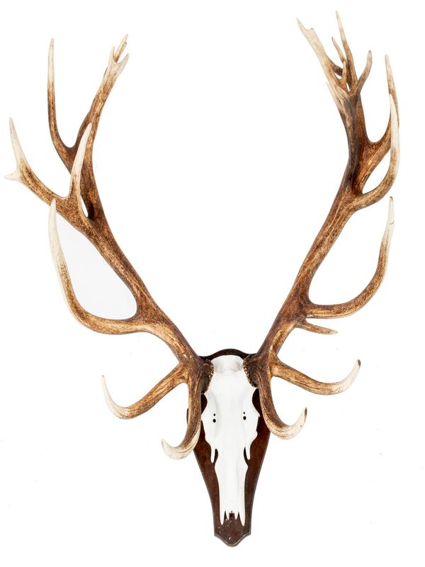 A massive set of Red deer antlers on shield recent 117cm by 84cm