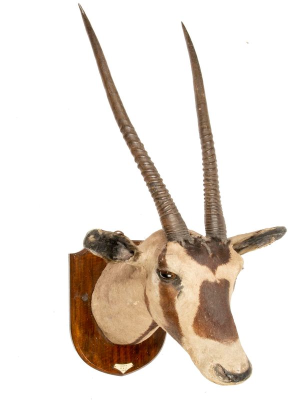 Edward Gerrard: An oryx trophy early 20th century 114cm high