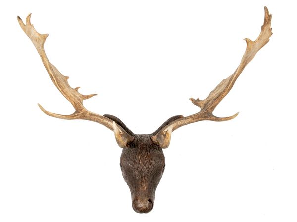 A carved fallow deer head probably German, circa 1880 65cm by 82cm