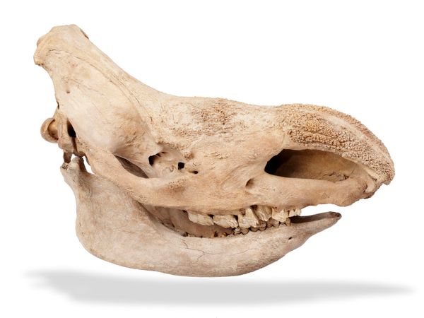 A fine Woolly rhinoceros skull Siberia, Pleistocene with exceptional preservation, at least 10,000 years old 78cm