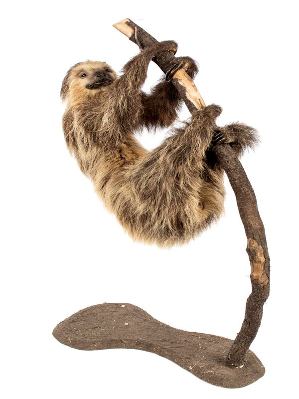 A Three-toed sloth 20th century 86cm high
