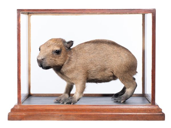 A baby Capybara modern 31cm by 40cm