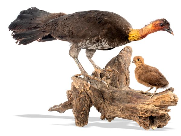 A rare Australian brush-turkey and chick circa 1900 51cm high