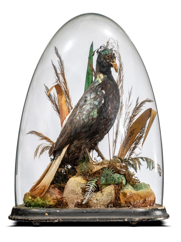 A Himalayan Monal under glass dome probably by Gardner circa 1900 64cm high