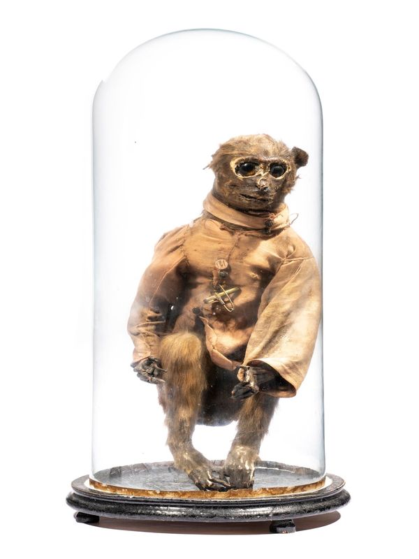 A pair of anthropomorphic monkeys late 19th century now in glass domes 61cm high  These monkeys reputedly performed to a barrel organ  