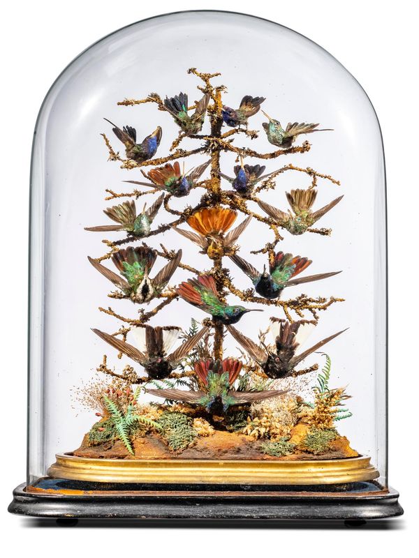 A glass dome of Hummingbirds early 20th century 56cm high