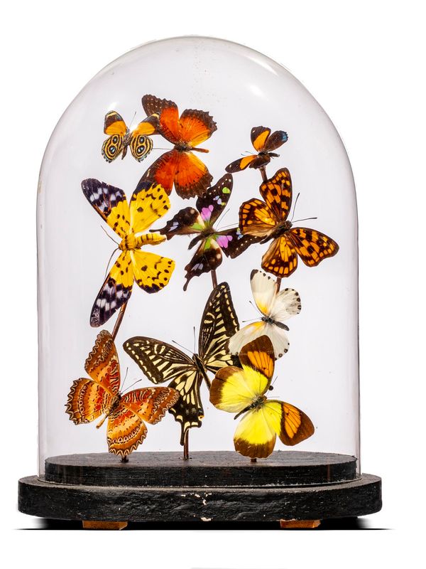 A small dome of tropical butterflies modern 25cm high