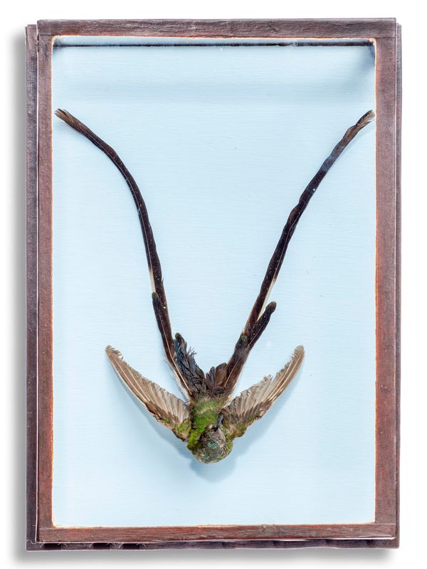 A long tailed hummingbird 20th century in wall case 25cm by 18cm