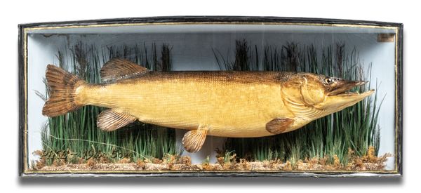 A rare Pike by Bowness & Bowness in bow fronted case early 20th century 39cm by 99cm