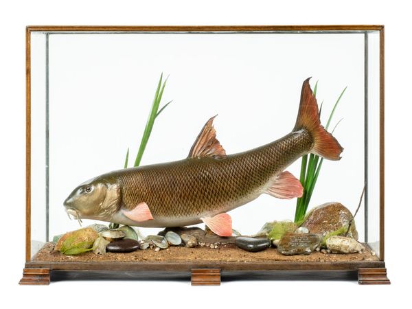 A mounted Barbel modern with details of capture 8lb 10oz, 1996 52cm by 83cm by 31cm