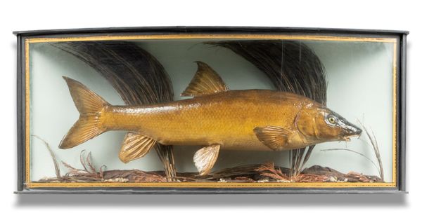 A mounted Barbel in bow fronted case 1st half 20th century 36cm by 87cm