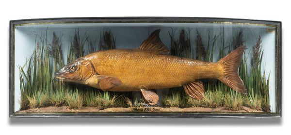 Cooper: A large Barbel in bow fronted case 1902 10lb 6oz with trade label 37cm by 102cm