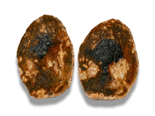 A pair of rare agatised fossil wood slices Lyme Regis, Jurassic 19cm
