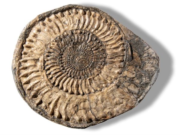 A Caroniceras type ammonite Lower Lias, Watchet, Somerset, 18mya  38cm  