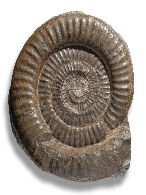 A large Coroniceras type ammonite Lyme Regis, Jurassic 44cm