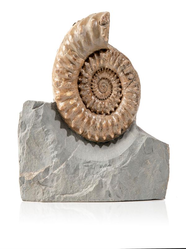 A Microderoceras ammonite Lyme Regis, Jurassic this specimen has many of the spines preserved the specimen 14cm