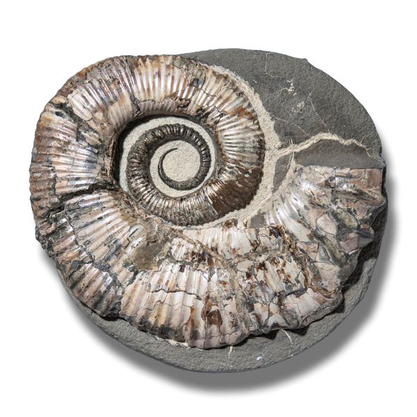 An Australiceras ammonite heteromorph Volga River, Russia, Cretaceous 22cm