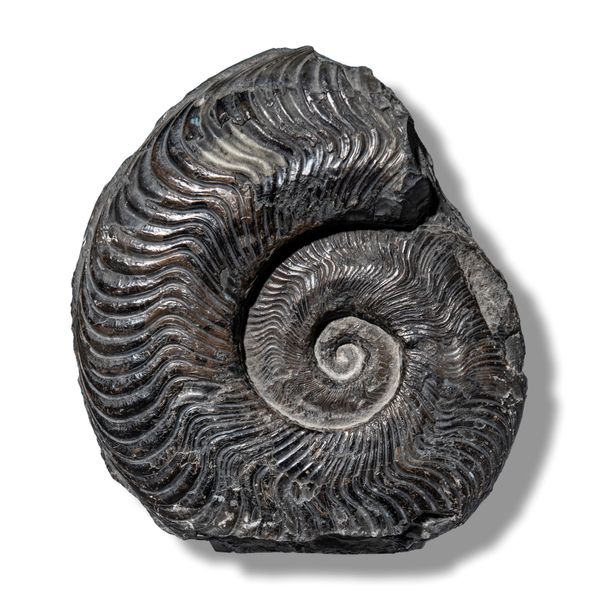 A Harpoceras ammonites Whitby, Yorkshire, Jurassic, approximately 180mya 19cm Collected in 1950s