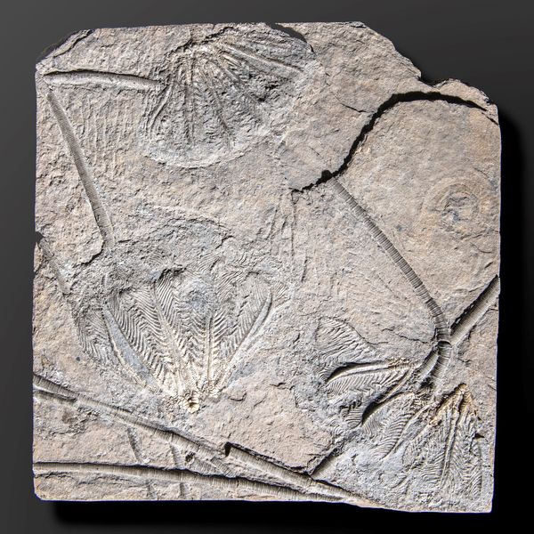 A fossil sea lily (Crinoid) plaque (Traumatocrinus hsuixi) Central China, Triassic, approximately 230mya 38cm by 35cm