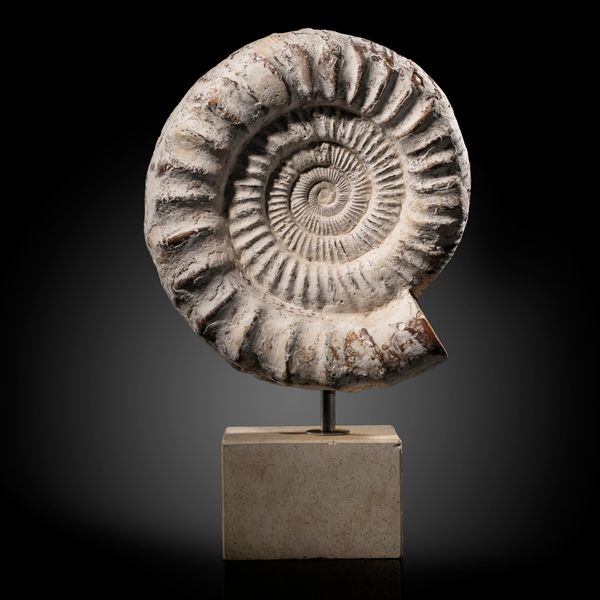 A Perisphinctes ammonite on plinth Jurassic, Madagascar 45cm high by 31cm