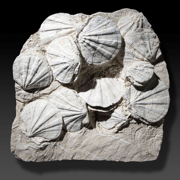 A pecten slab France, Miocene 52cm by 52cm
