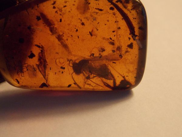 A Burmite amber fossil specimen containing a 13mm long wasp, three other insects and other organic inclusions. The wasp is the largest complete...