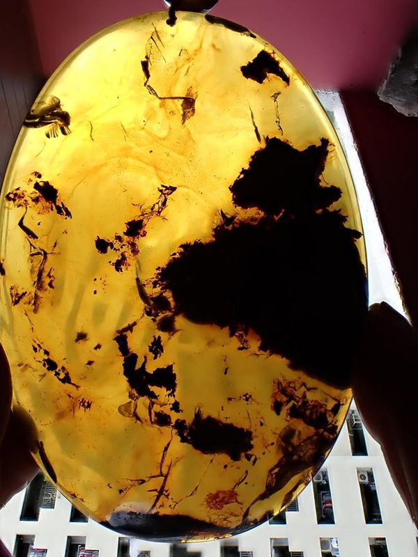 A Burmite amber fossil specimen now mounted as a pendant with intriguing inclusion in an unusually large discoid of amber Hukawng Valley, Myanmar...