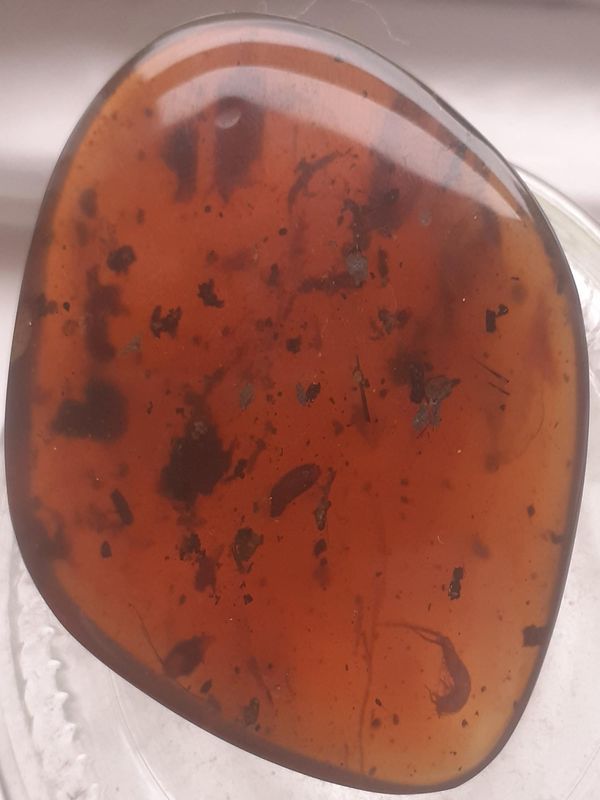 A Burmite amber fossil specimen containing a larvae, other insects and various other organic inclusions. The larvae present in this piece is often...