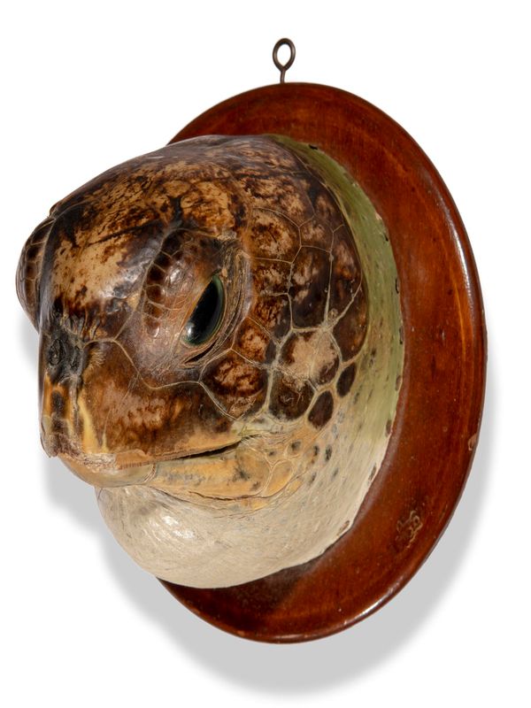 A  Turtlehead on shield early 20th century 18cm by 19cm 