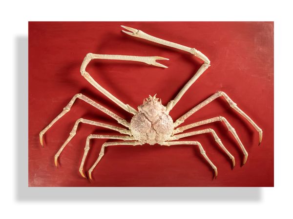 A rare and impressive giant Japanese spider crab mounted on board 122cm by 170cm As its name suggests these crabs can grow to frighteningly huge...
