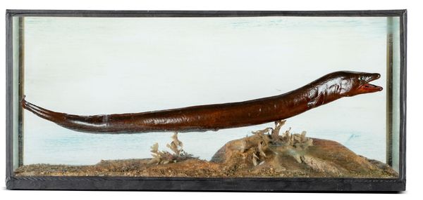 A conger eel by Rowland Ward in glass case early 20th century  41cm high by 98cm wide Ward was unusual in that he frosted the back glass to give an...