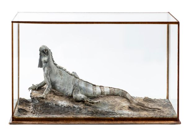 An Iguana by Rowland Ward circa 1900 31cm by 77cm