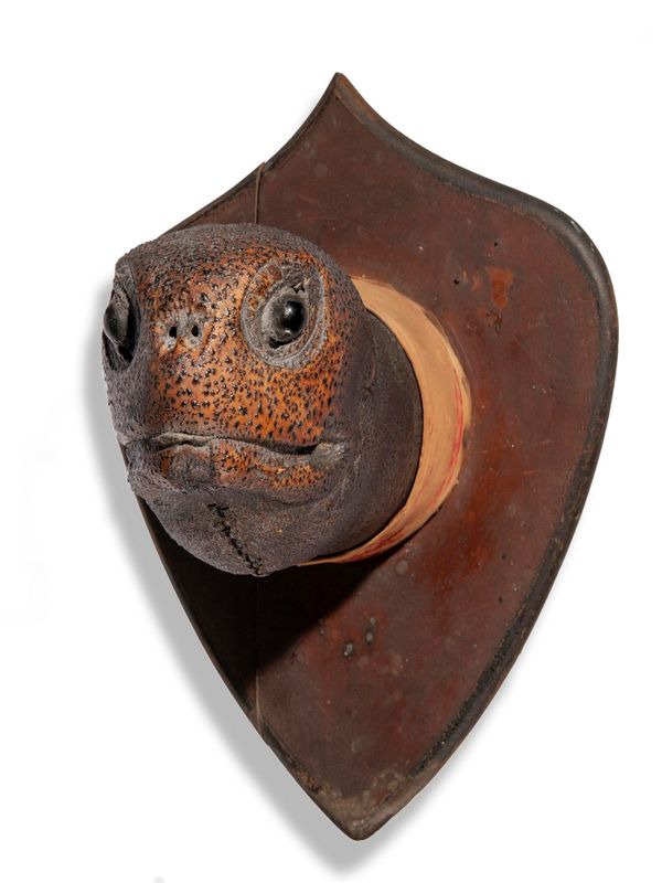 A rare and large Galapagos Tortoise head on shield 19th century 46cm by 38cm