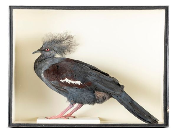 A New Guinea Crowned pigeon circa 1910 in later case 56cm high by 64cm wide