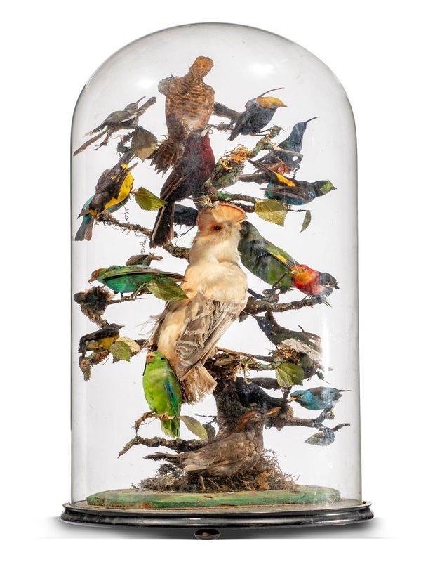 A mixed case of tropical birds including a Cock-of-the-Rock early 20th century 74cm high