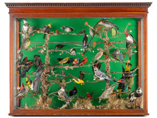 A large case of colourful North and South American birds including trogons and a Spur-winged lapwing and Motmots circa 1860 104cm high by 120cm wide