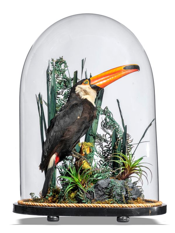 A Toucan in earlier Victorian oval dome 65cm high