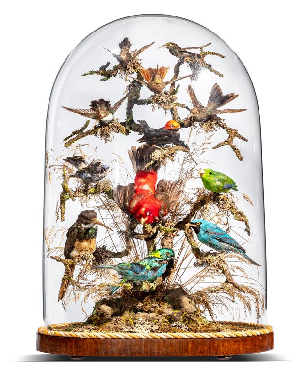 Thirteen tropical birds in oval dome 60cm high