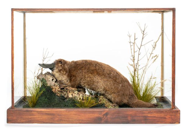 A Duckbilled platypus late 19th/early 20th century in later glass case 34cm by 53cm