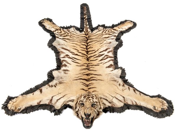 A Rowland Ward tiger skin rug circa 1920/30s 257cm by 172cm