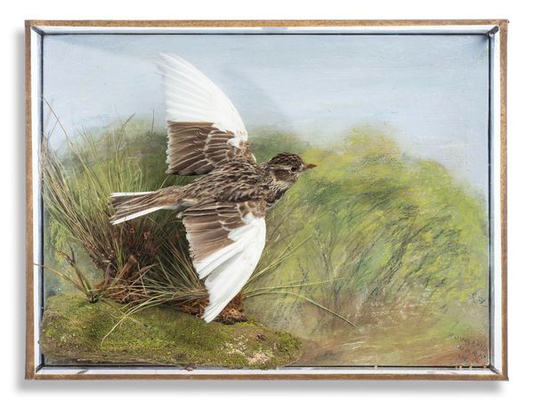 Rowland Ward: A skylark early 20th century in hanging wall case, with trade label to rear 32cm by 37cm Provenance: Hurt Hall