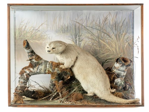 Peter Spicer: A cased otter with pebble late 19th century 79cm by 94cm