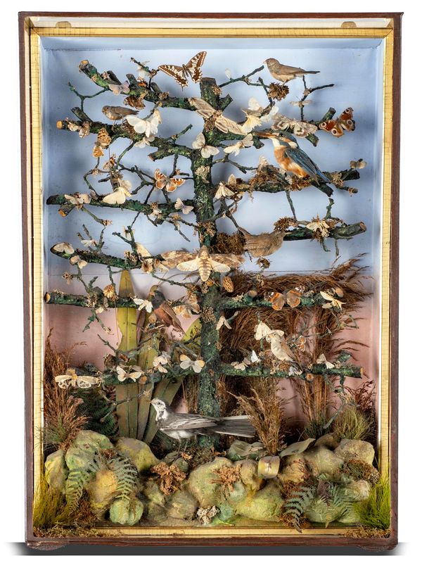 A mixed wall case of British birds late 19th century 84cm high by 55cm wide