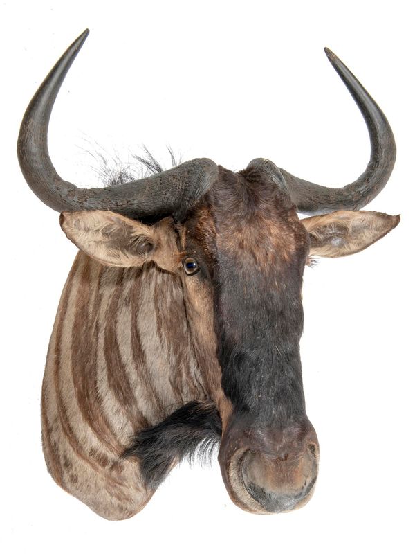 A Blue wildebeest head modern 88cm by 69cm
