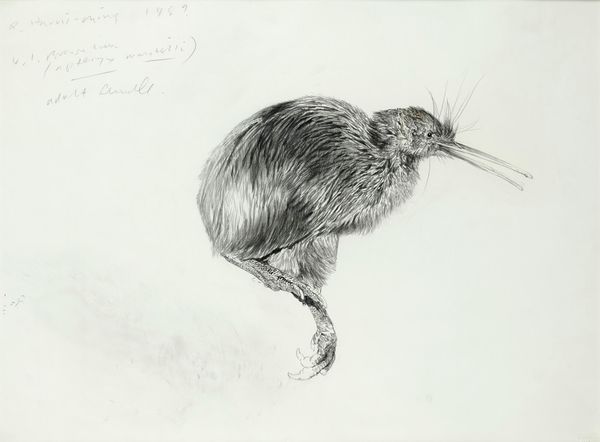 &#9650; Raymond Harris Ching (born 1939) Brown Kiwi Pencil on paper Signed and dated 1989 Overall 89cm wide by 106cm high (includes frame) With Tryon...