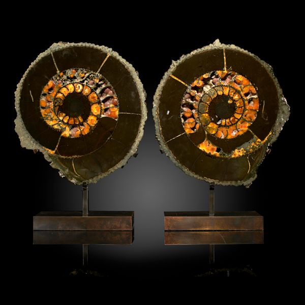 A Median spatchcocked Speentoniceras ammonite Russia, Jurassic on bronze stands 39cm high overall
