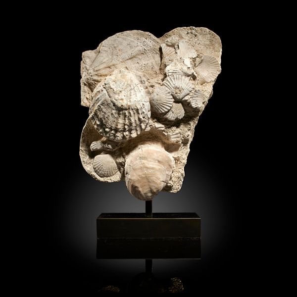 A Lattissima pecten fossil plaque France, Miocene Period on bronze base 32cm high  