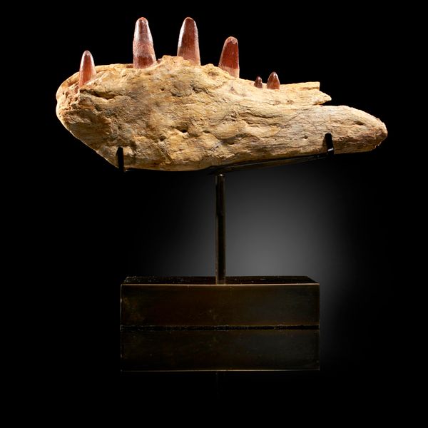 An important juvenile Spinosaurus Sp. Jaw  Morocco, Cretaceous on bronze stand 20cm high overall  