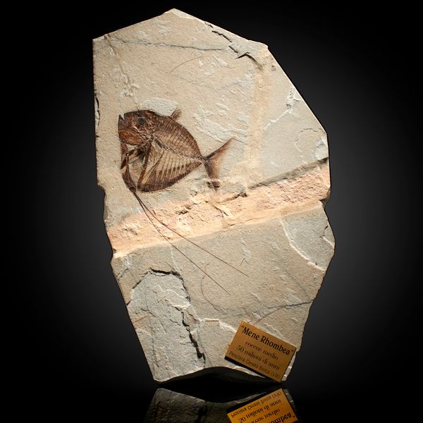 A Mene Rhombea fossil fish plaque Monte Bolca, Italy, Eocene period 45cm The fish: Mene Rhombea Fossil Fish, Monte Bolca, Italy. Monte Bolca is...