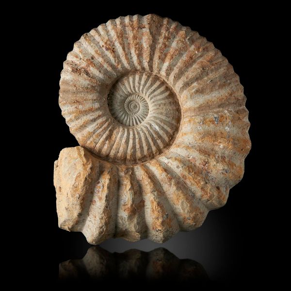An ammonite on stand Moroccan, Devonian 48cm wide